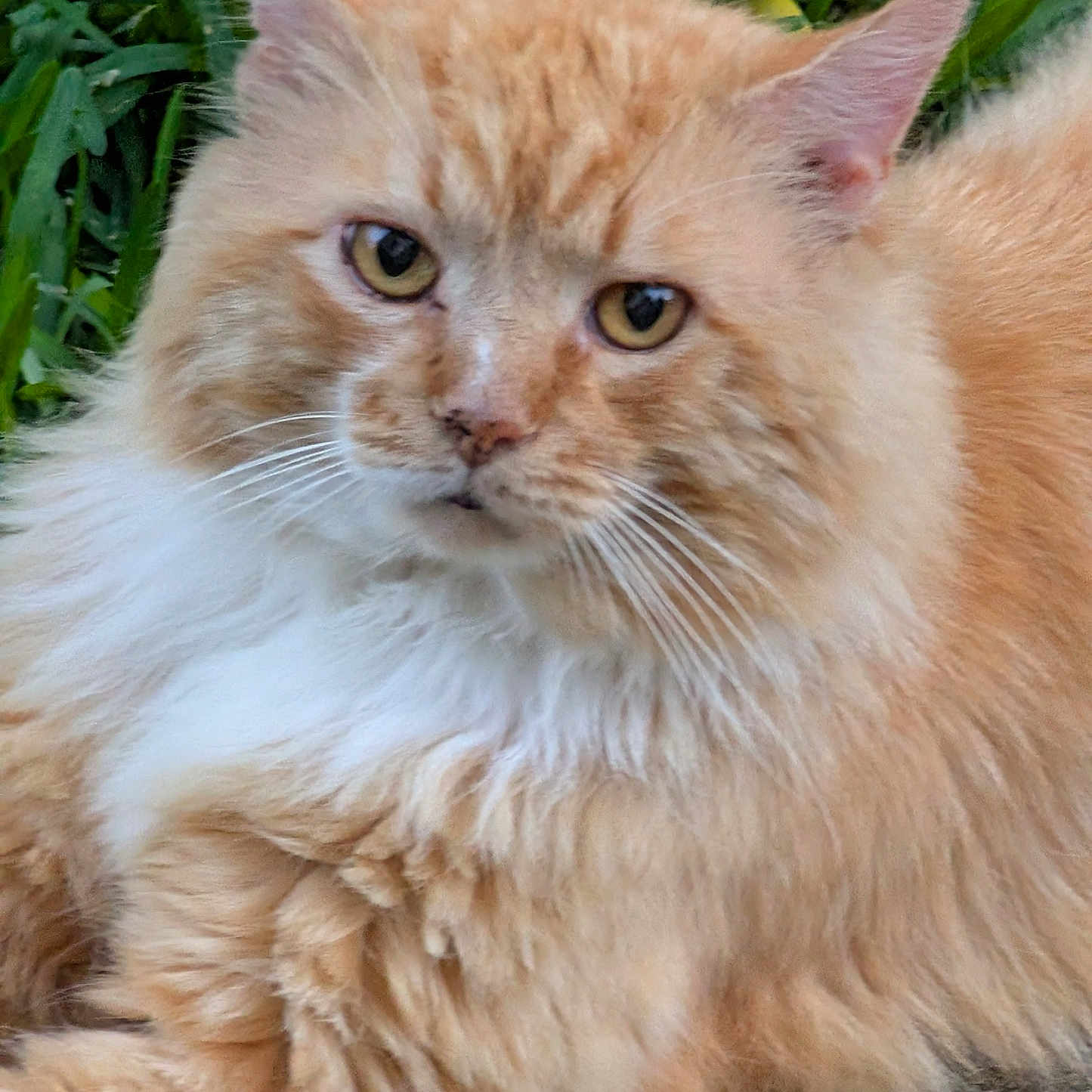 Big Red is registered to the contest to win money with this photo: animal, cat, close_up, concrete, cute, domestic_cat, ears, eyes, face, fluffy, fur, grass, long_hair, mammal, nature, orange_cat, outdoor, pet, resting, whiskers