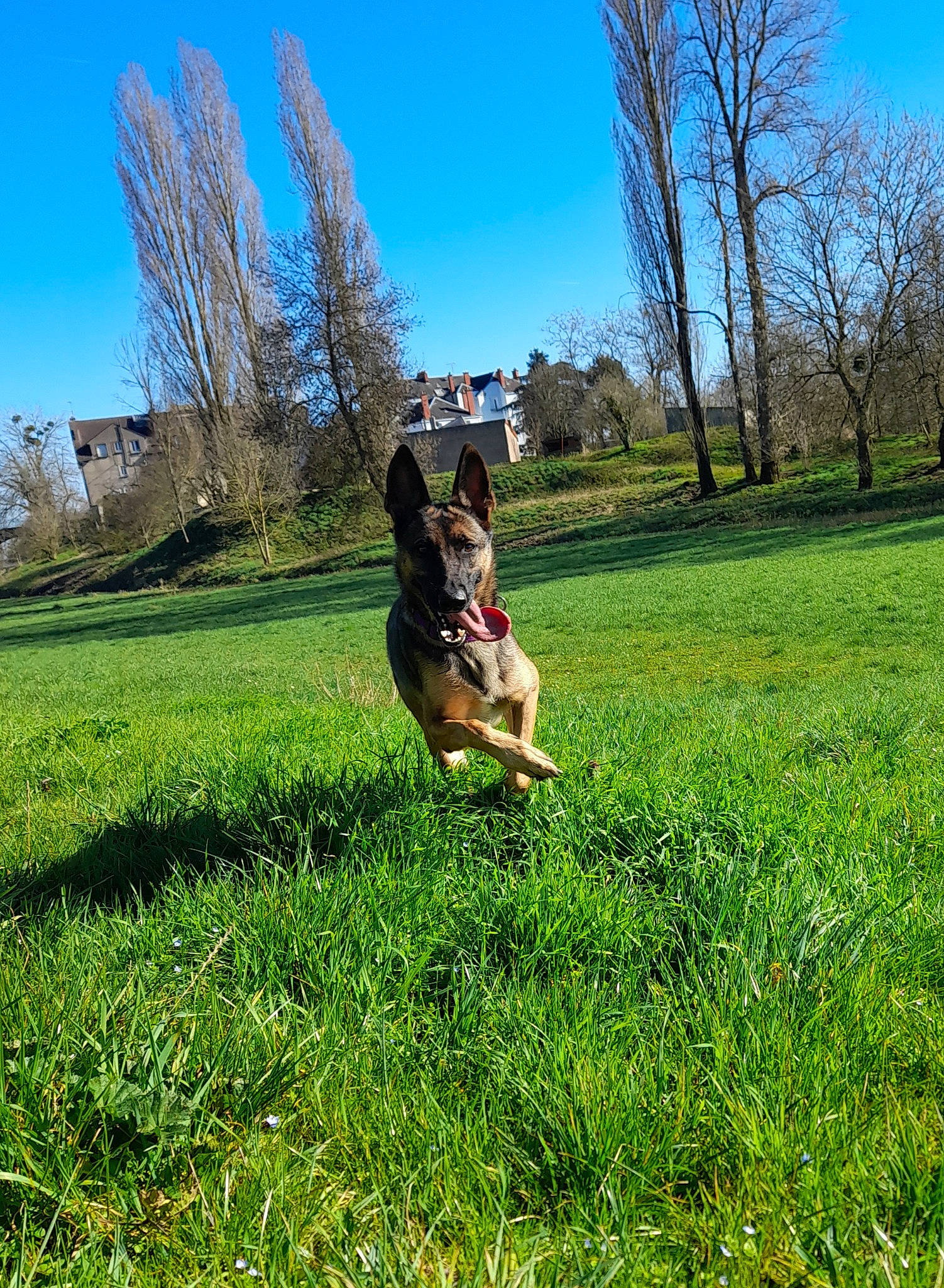 Ona a rejoint le concours — aidez-le/la à gagner de superbes lots ! carnivore, companion_dog, dog, dog_breed, fawn, grass, grassland, groundcover, happy, landscape, lawn, natural_landscape, pasture, people_in_nature, plant, shrub, sky, sporting_group, tail, tree