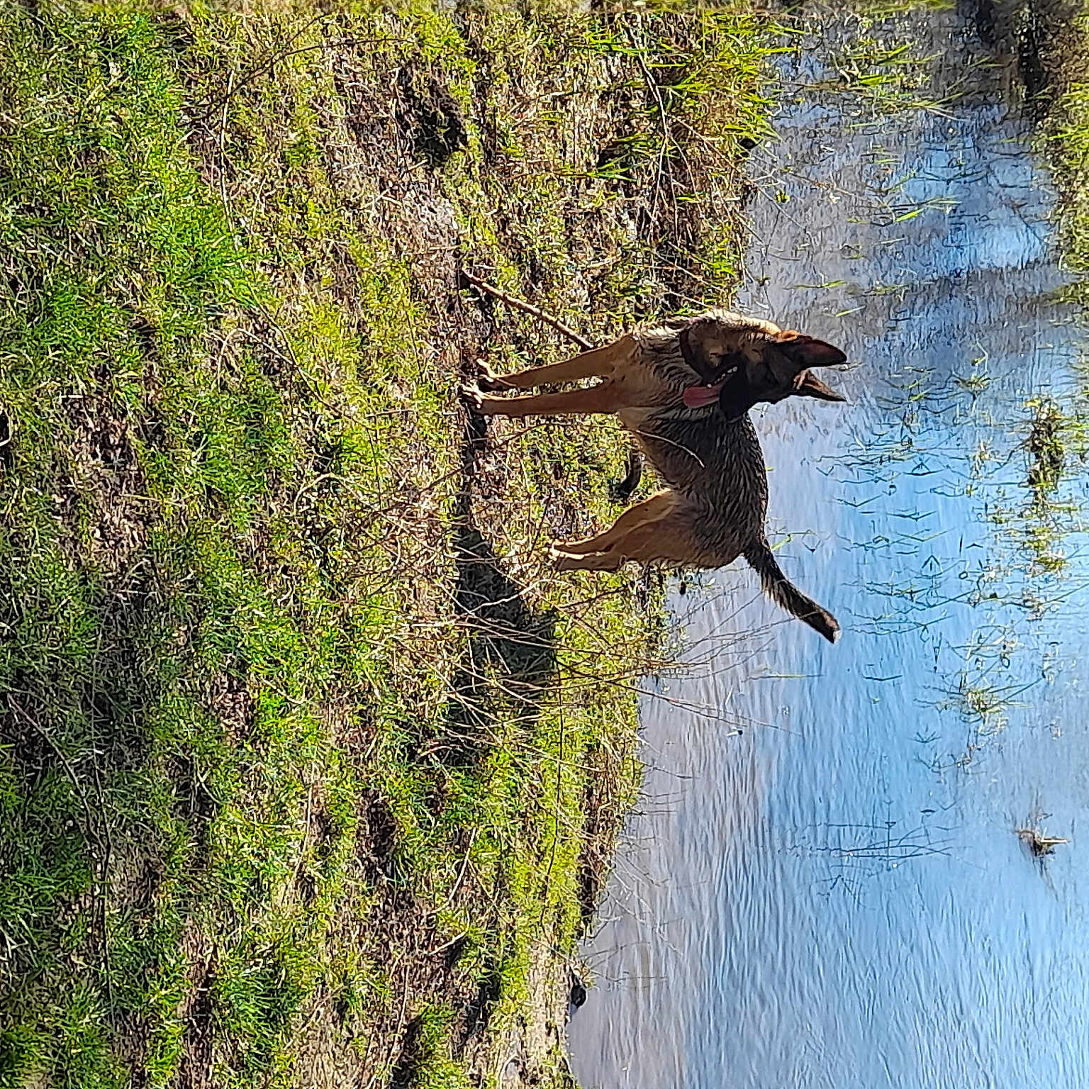 Ona participe au concours pour gagner de l'argent avec cette photo : bank, carnivore, dog, dog_breed, freshwater_marsh, grass, grass_family, groundcover, lake, natural_landscape, plant, reflection, tree, trunk, vegetation, water, watercourse, wetland, wood, working_animal
