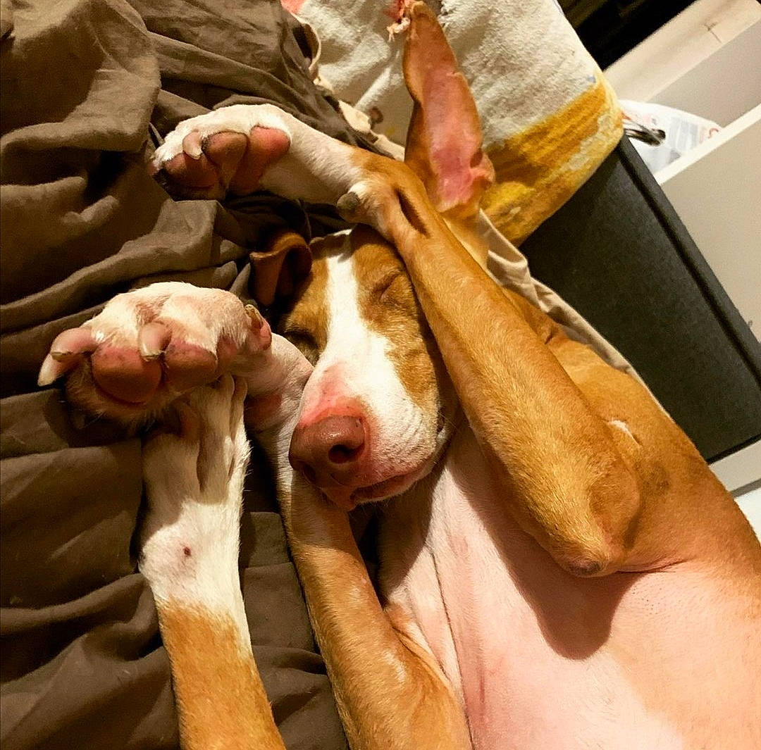 Nacho participe au concours pour gagner de l'argent avec cette photo : canidae, carnivore, comfort, companion_dog, dog, dog_breed, fawn, finger, foot, gesture, hand, human_leg, jaw, knee, nail, service, snout, sporting_group, thumb, working_animal