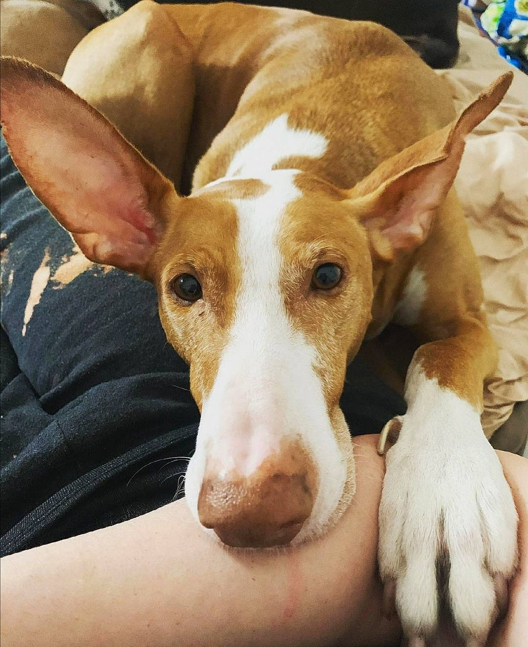 Nacho a rejoint le concours — aidez-le/la à gagner de superbes lots ! ancient_dog_breeds, canidae, carnivore, comfort, companion_dog, dog, dog_bed, dog_breed, ear, fawn, fur, non_sporting_group, paw, puppy_love, snout, sporting_group, street_dog, whiskers, working_animal