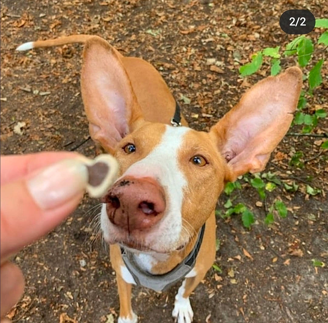 Nacho participe au concours pour gagner de l'argent avec cette photo : canidae, carnivore, companion_dog, dog, dog_breed, ear, fawn, gesture, grass, jaw, liver, non_sporting_group, snout, soil, sporting_group, tail, terrestrial_animal, thumb, whiskers, working_animal