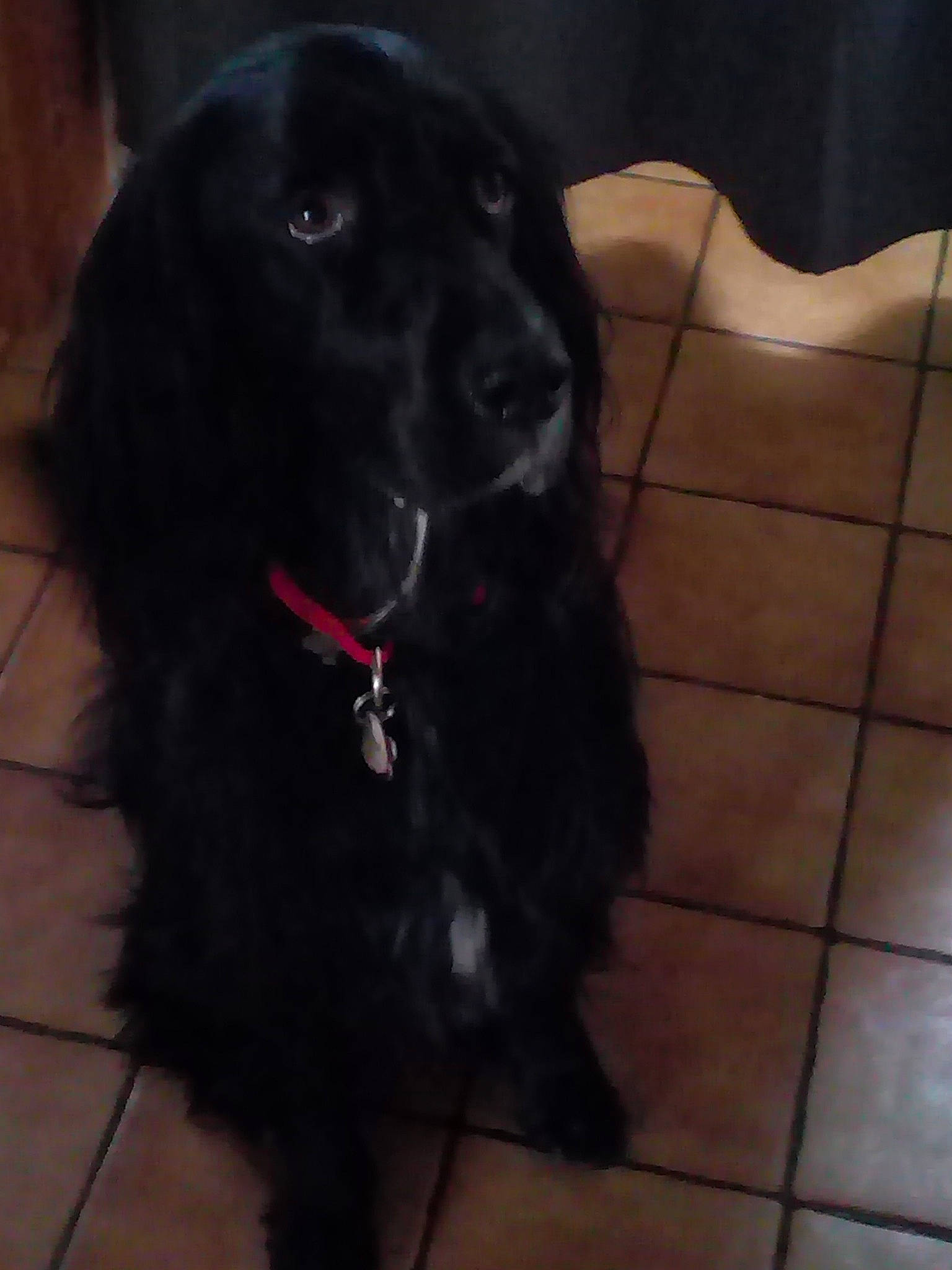 Mohana participe au concours pour gagner de l'argent avec cette photo : beagador, borador, boykin_spaniel, canidae, carnivore, cocker_spaniel, dog, dog_breed, english_cocker_spaniel, flat_coated_retriever, german_spaniel, labrador_retriever, mammal, rare_breed_dog, retriever, russian_spaniel, snout, spaniel, sporting_group, vertebrate