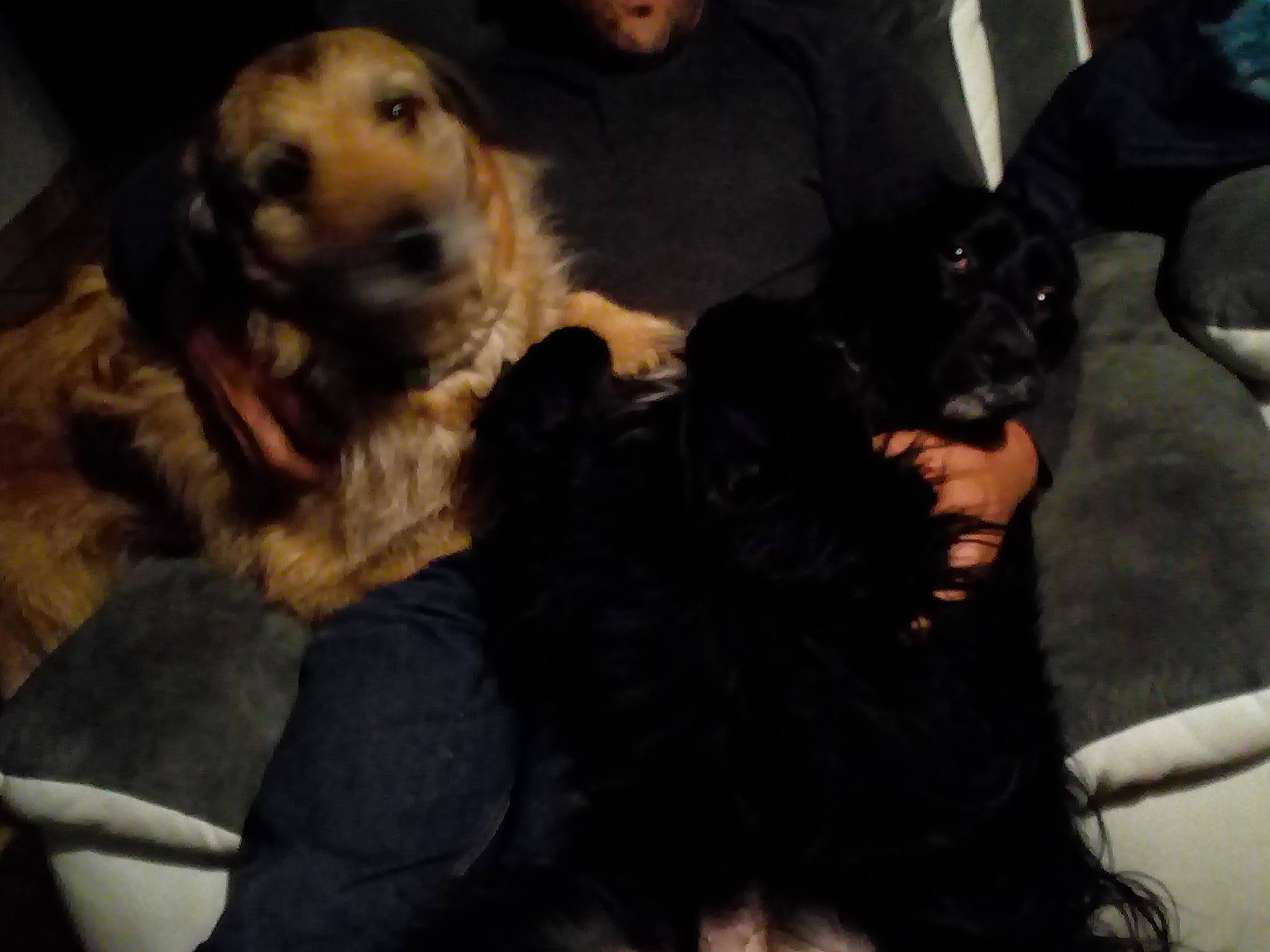 Mohana participe au concours pour gagner de l'argent avec cette photo : canidae, carnivore, companion_dog, dog, dog_breed, english_cocker_spaniel, fur, guard_dog, hovawart, puppy, snout, spaniel, sporting_group