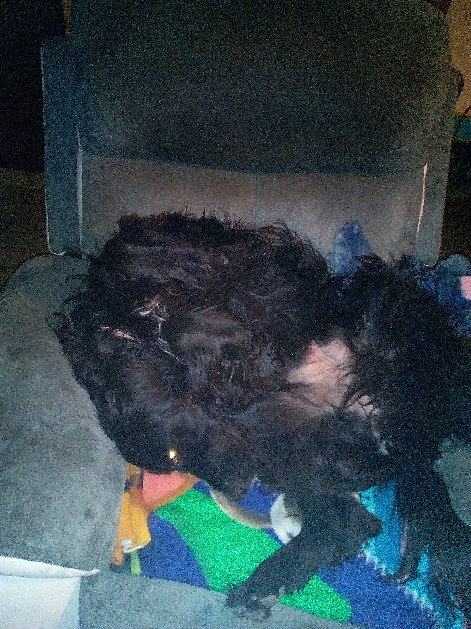 Mohana a rejoint le concours — aidez-le/la à gagner de superbes lots ! canidae, dog, dog_breed, hair, sporting_group