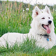 Alaska a rejoint le concours — aidez-le/la à gagner de superbes lots ! dog, white_dog, grass, outdoor, field, happy, tongue_out, pet, animal, nature, greenery, wildflowers, collar, mammal, canine, summer, relaxed, fluffy, playful, cute
