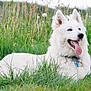 dog, white_dog, grass, outdoor, field, happy, tongue_out, pet, animal, nature, greenery, wildflowers, collar, mammal, canine, summer, relaxed, fluffy, playful, cute
