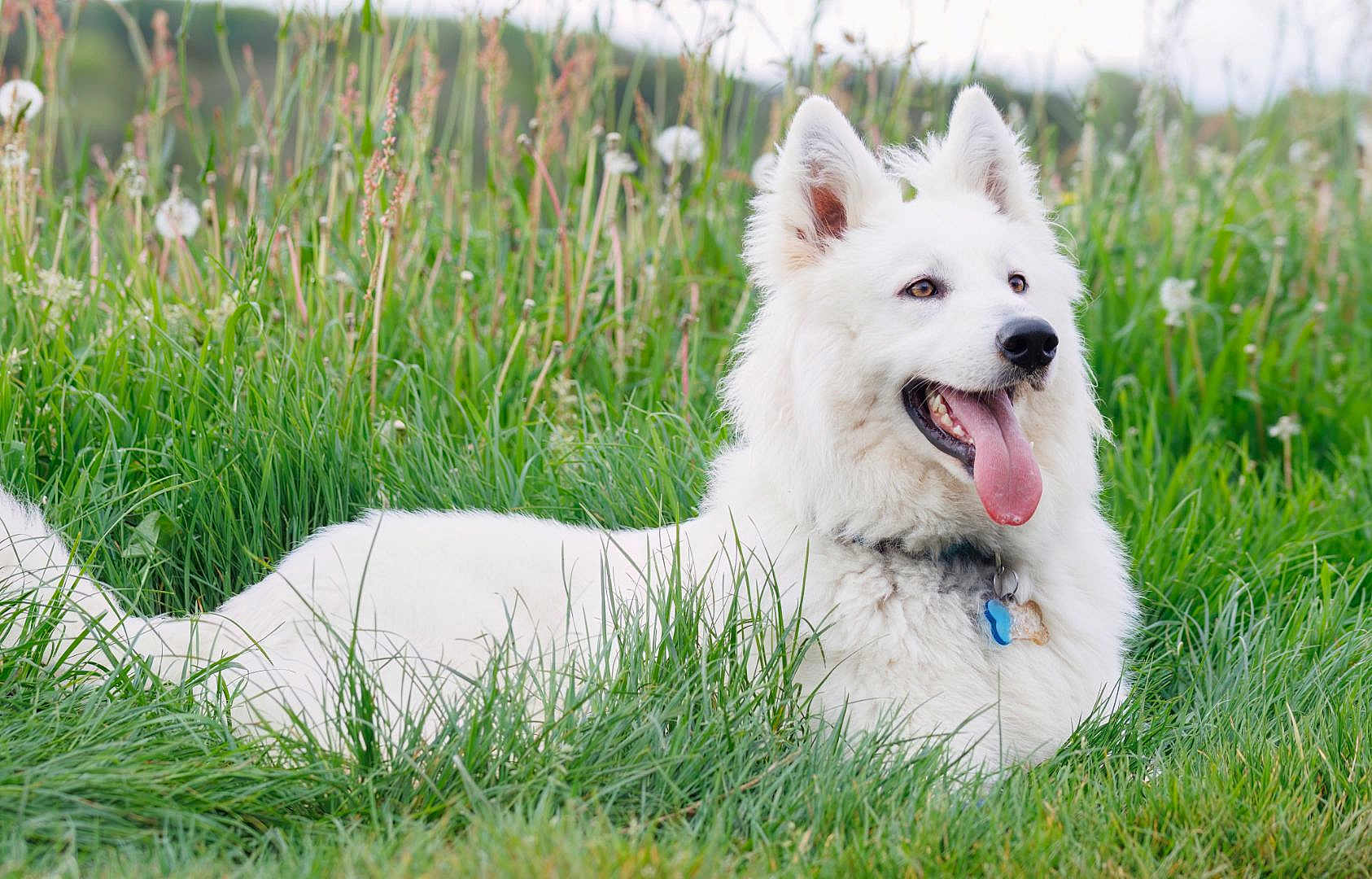Alaska a rejoint le concours — aidez-le/la à gagner de superbes lots ! dog, white_dog, grass, outdoor, field, happy, tongue_out, pet, animal, nature, greenery, wildflowers, collar, mammal, canine, summer, relaxed, fluffy, playful, cute