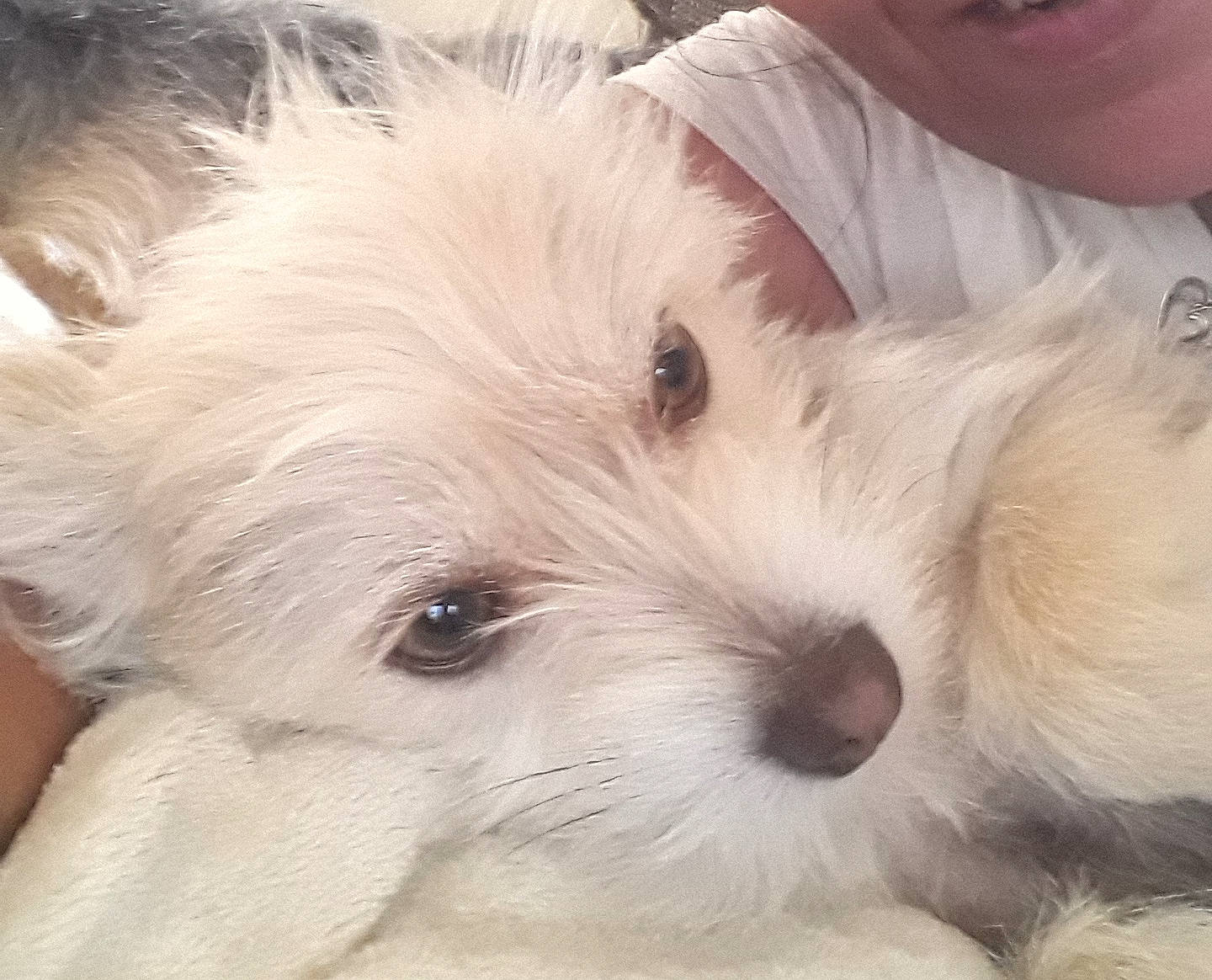 Pnutz joined the competition — help win amazing prizes! canidae, carnivore, companion_dog, dog, dog_breed, ear, eye, fur, maltepoo, non_sporting_group, puppy, puppy_love, small_terrier, snout, sporting_group, terrestrial_animal, terrier, toy_dog, whiskers, working_animal