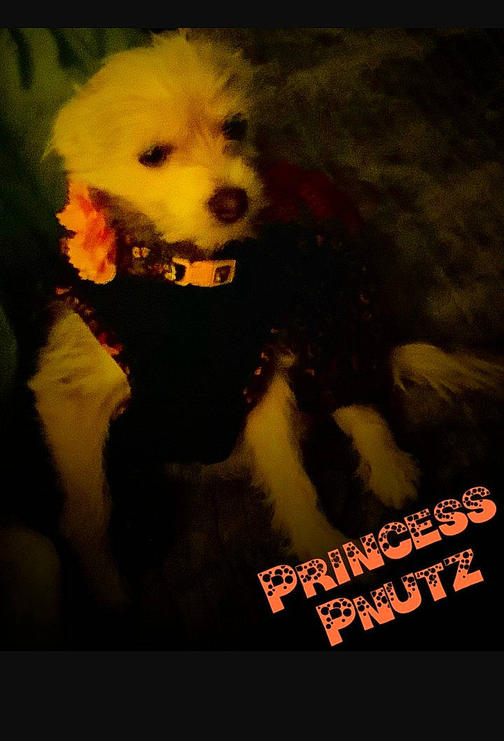 Pnutz is registered to the contest to win money with this photo: ancient_dog_breeds, carnivore, companion_dog, darkness, dog, dog_breed, font, fur, graphics, happy, labradoodle, photo_caption, plant, poodle, poster, puppy_love, small_terrier, terrier, toy_dog, whiskers