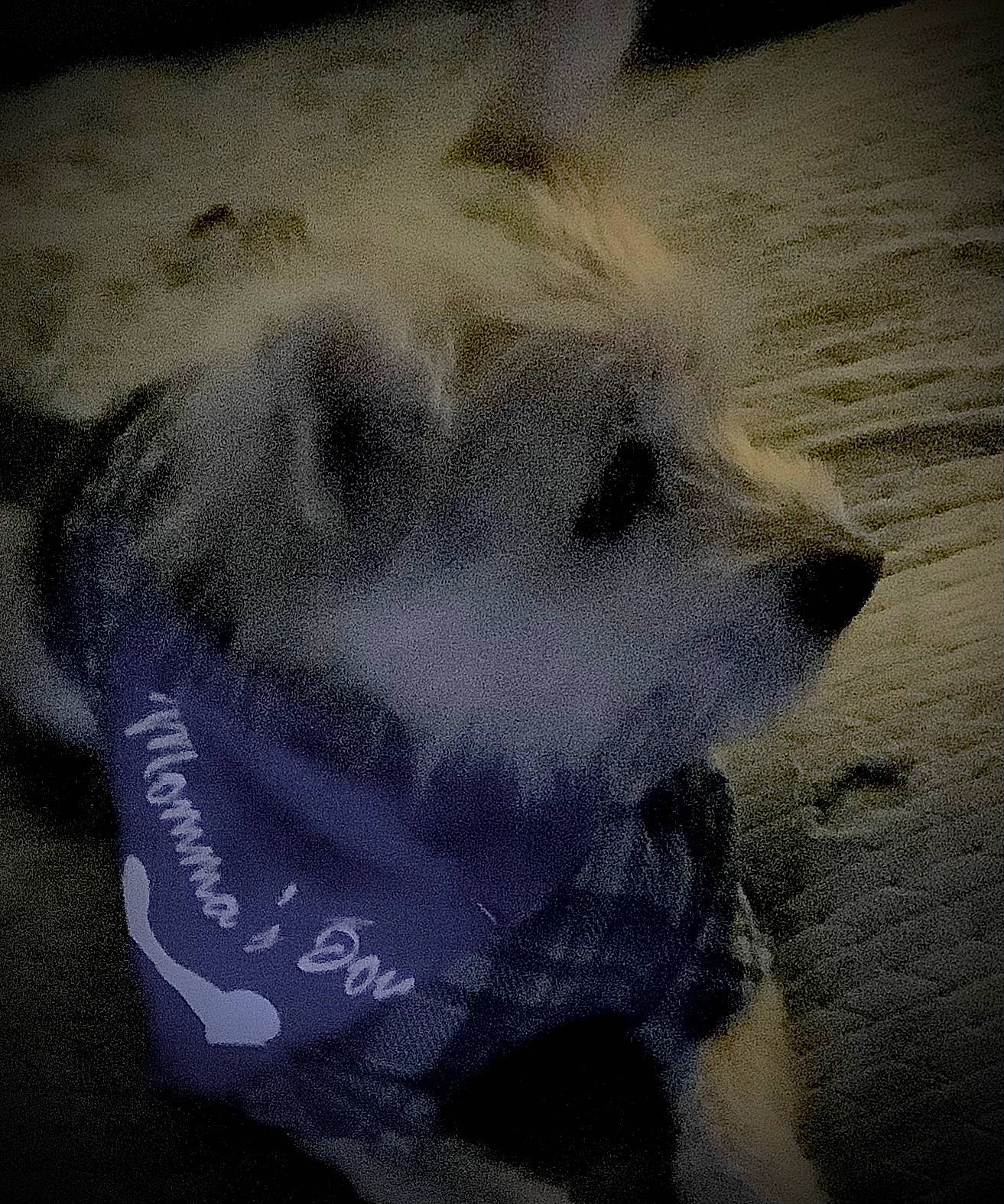 Bear E. White joined the competition — help win amazing prizes! art, asphalt, canidae, carnivore, cloud, darkness, dog_breed, font, fur, grey, paw, sky, tail, tints_and_shades, visual_arts, whiskers