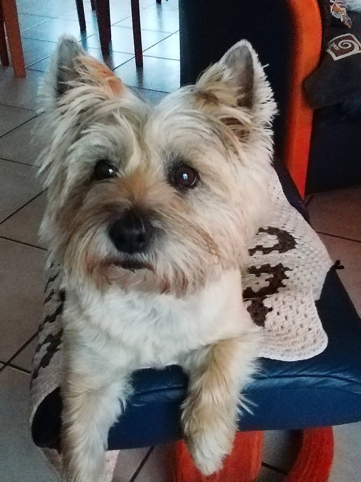 Gallia participe au concours pour gagner de l'argent avec cette photo : biewer_terrier, canidae, carnivore, collar, companion_dog, dog, dog_breed, dog_supply, flooring, fur, maltepoo, non_sporting_group, puppy, small_terrier, snout, sporting_group, terrier, toy_dog, working_animal, yorkipoo