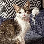 Gracie is registered to the contest to win money with this photo: cat, kitten, tabby, white_fur, pet, animal, sitting, portrait, wide_eyes, pink_collar, feather_toy, cat_toy, cushion, chair, upholstery, geometric_pattern, indoor, living_room, furry, close_up