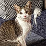 cat, kitten, tabby, white_fur, pet, animal, sitting, portrait, wide_eyes, pink_collar, feather_toy, cat_toy, cushion, chair, upholstery, geometric_pattern, indoor, living_room, furry, close_up