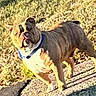 Niko is registered to the contest to win money with this photo: alert, animal_portrait, black_and_white, blue_collar, brown, bulldog, canine, companion_animal, dog, front_view, grass, muscular, outdoor, pavement, pet, short_hair, standing, stocky, sunlight, wrinkled_face
