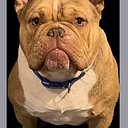 Niko is registered to the contest to win money with this photo: animal, black_background, blue_collar, brown_eyes, bulldog, collar, dog, english_bulldog, floppy_ears, front_view, full_body, pet, portrait, serious_expression, short_snout, standing, studio_photo, tan_fur, white_chest, wrinkled_face