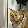 Niko is registered to the contest to win money with this photo: animal, blue_collar, bulldog, canine, close_up, dog, doorway, floppy_ears, hanging_clothes, indoors, pet, photography, portrait, serious_expression, short_snout, standing, tan_fur, white_chest, wooden_floor, wrinkled_face