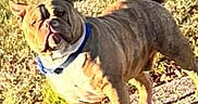 Niko is registered to the contest to win money with this photo: animal, backyard, black_fur, blue_collar, brindle, brown_fur, bulldog, collar, dog, grass, outdoor, pet, portrait, short_muzzle, standing, stocky, sunlight, walking, white_chest, wrinkled_face