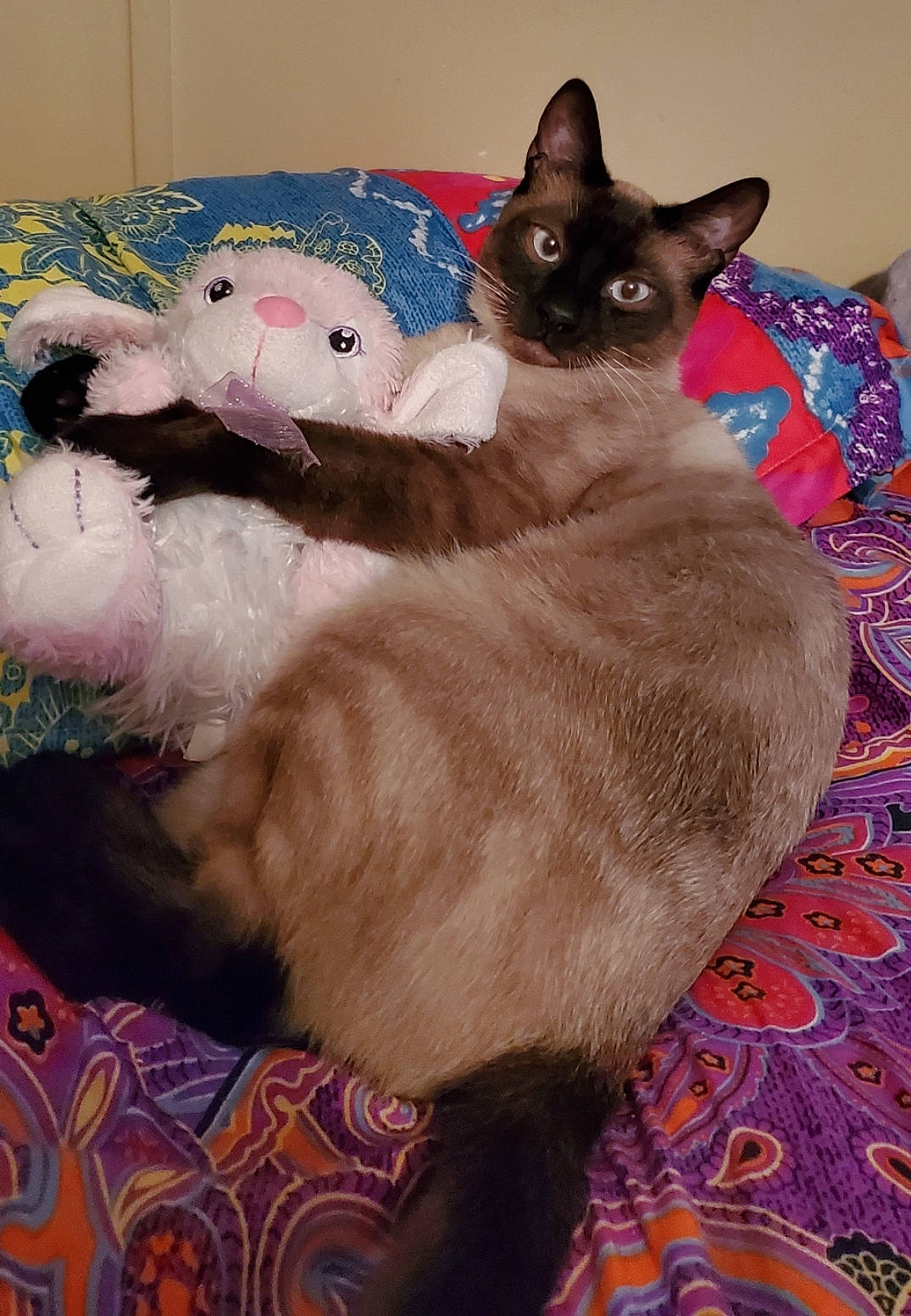 Trouble is registered to the contest to win money with this photo: balinese, carnivore, cat, cat_supply, collar, comfort, domestic_short_haired_cat, fawn, felidae, fur, magenta, mammal, paw, pet_supply, siamese, small_to_medium_sized_cats, snout, tail, thai, whiskers