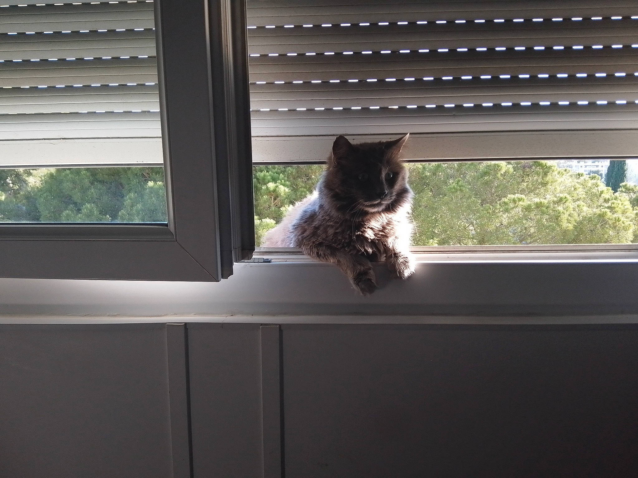 Jojo participe au concours pour gagner de l'argent avec cette photo : carnivore, cat, felidae, fixture, grey, interior_design, lighting, line, plant, shade, small_to_medium_sized_cats, sunlight, textile, tints_and_shades, tree, whiskers, window, window_blind, window_covering, wood