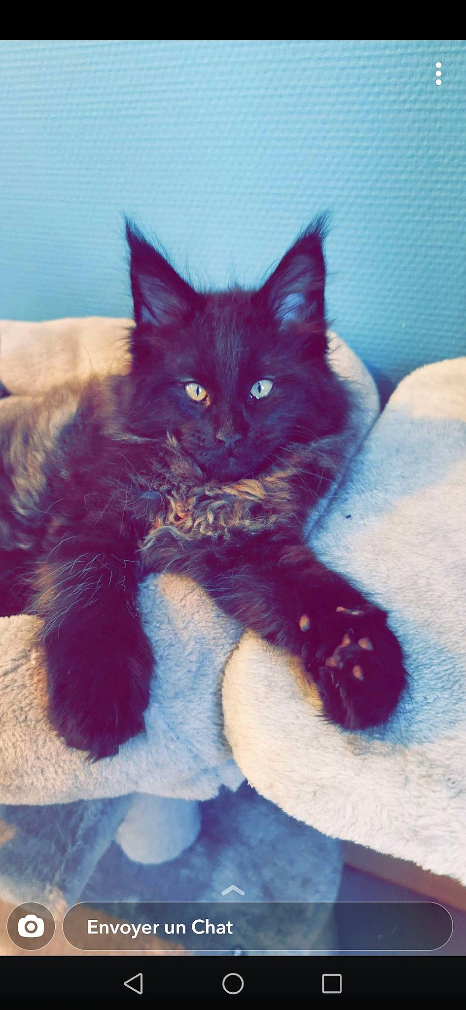 Ragnar participe au concours pour gagner de l'argent avec cette photo : bed, black_cat, blue, carnivore, cat, cat_supply, claw, comfort, domestic_short_haired_cat, electric_blue, felidae, foot, fur, human_leg, paw, small_to_medium_sized_cats, snout, tail, vertebrate, whiskers