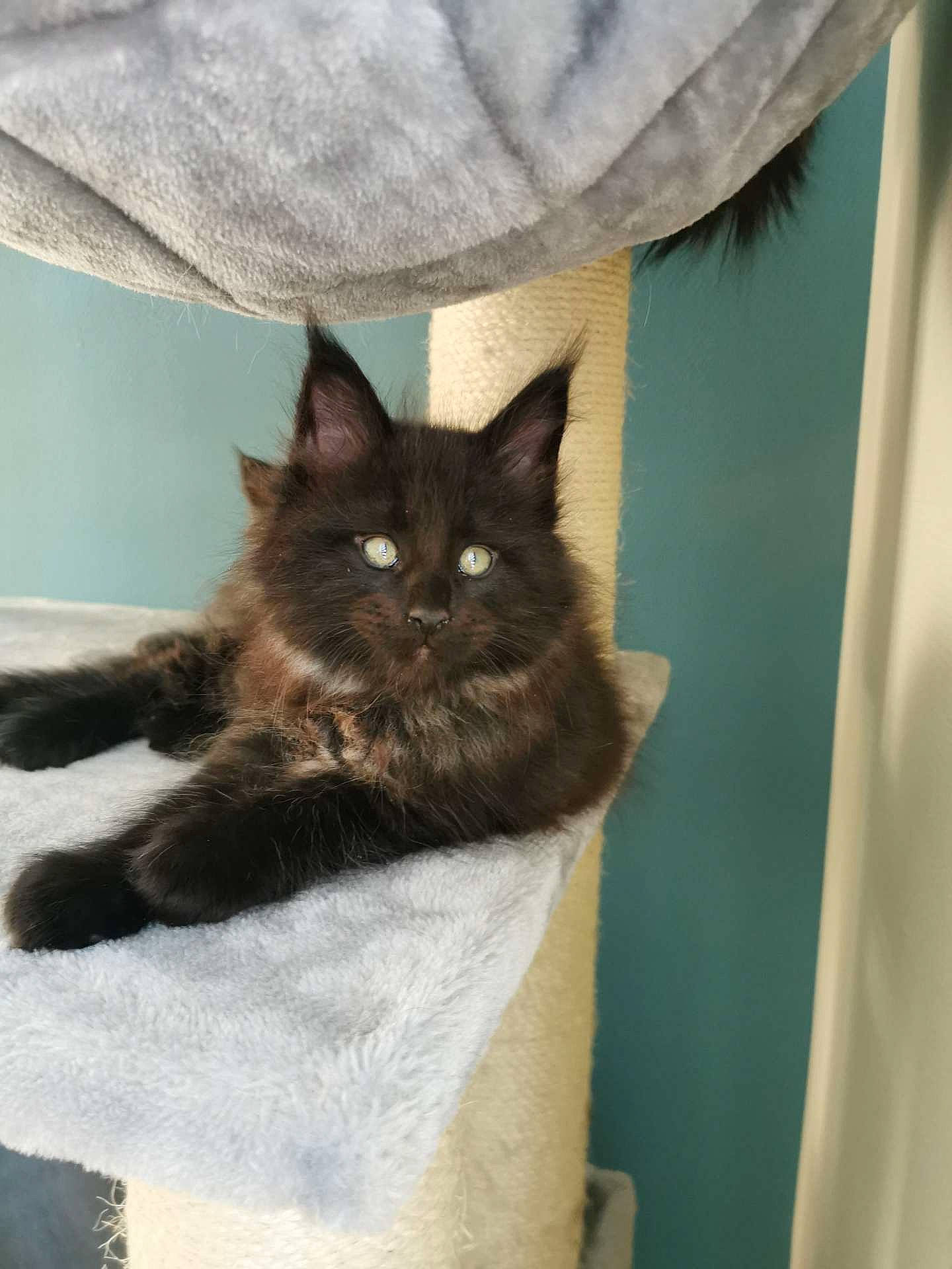 Ragnar a rejoint le concours — aidez-le/la à gagner de superbes lots ! bag, black_cat, carnivore, cat, cat_supply, chair, claw, comfort, domestic_short_haired_cat, fawn, felidae, fur, grey, plant, room, small_to_medium_sized_cats, tail, textile, whiskers, wood