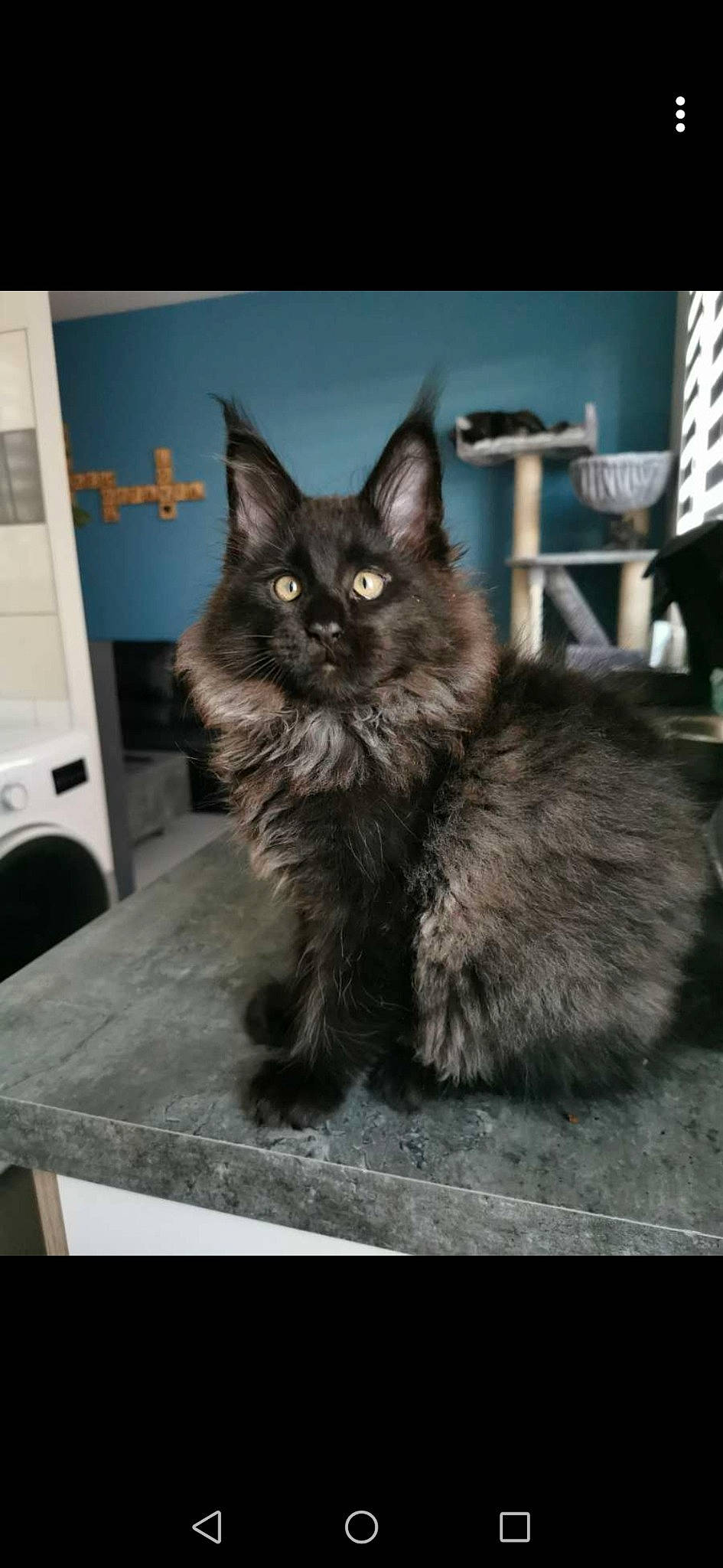 Ragnar a rejoint le concours — aidez-le/la à gagner de superbes lots ! automotive_tire, black_cat, box, carnivore, cat, claw, domestic_short_haired_cat, felidae, fur, grey, paw, small_to_medium_sized_cats, snout, table, tail, terrestrial_animal, whiskers, window