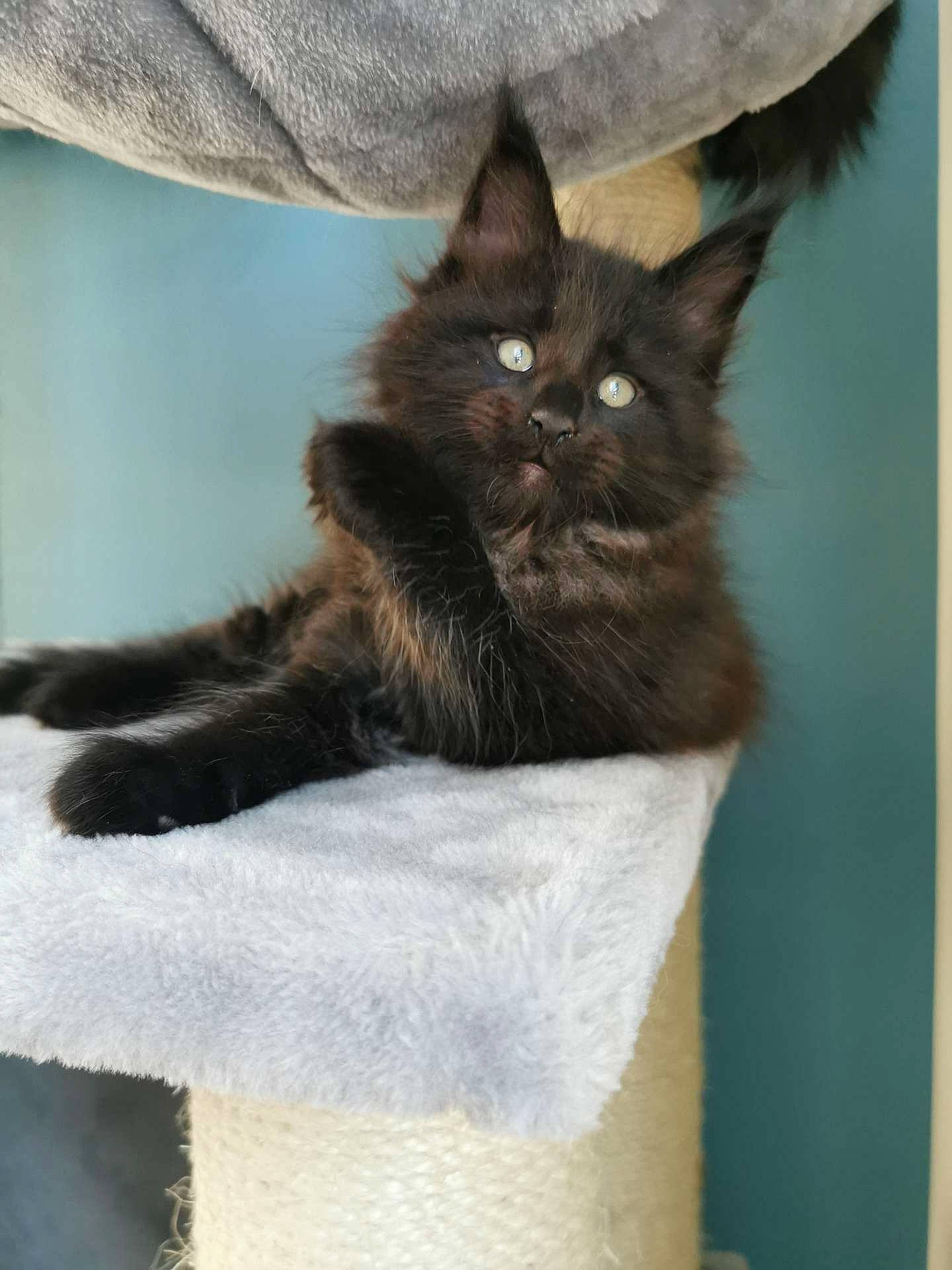 Ragnar participe au concours pour gagner de l'argent avec cette photo : black_cat, box, carnivore, cat, cat_furniture, cat_supply, chair, chartreux, claw, comfort, domestic_short_haired_cat, fawn, felidae, fur, grey, paw, small_to_medium_sized_cats, snout, tail, whiskers