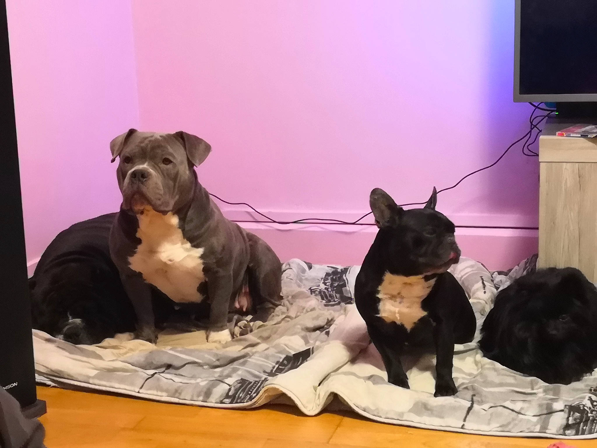 Athena participe au concours pour gagner de l'argent avec cette photo : analog_television, bulldog, canidae, carnivore, comfort, companion_dog, dog, dog_breed, fawn, home_appliance, led_backlit_lcd_display, linens, pet_supply, purple, room, snout, sporting_group, television, television_set, working_animal