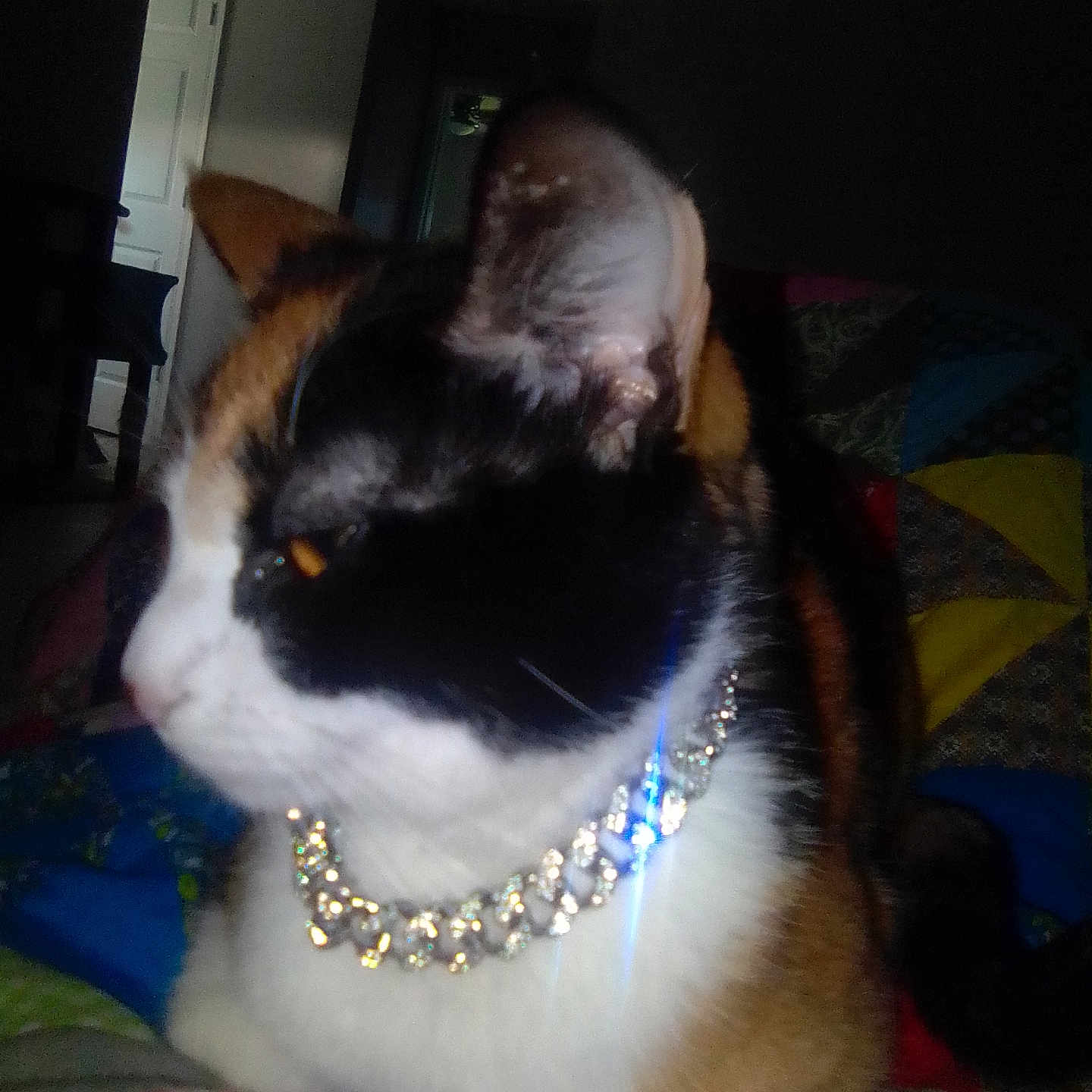 Izzy joined the competition — help win amazing prizes! accessories, animal, bed, bedroom, bracelet, cat, collar, couch, cushion, face, furniture, head, homedecor, indoors, jewelry, necklace, person, pet, quilt, strap