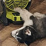 Nico joined the competition — help win amazing prizes! puppy, dog, pet, floor, wooden_floor, fan, ryobi, paw, playful, indoor, black_and_white, fur, cute, resting, animal, household, technology, closeup, domestic, relaxing