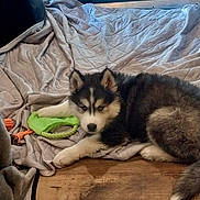 Nico is registered to the contest to win money with this photo: puppy, dog, husky, indoor, blanket, toy, rope_toy, wooden_floor, window, glass_door, pattern, fur, pet, animal, laying_down, young_dog, cute, domestic, cozy, resting