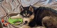 Nico is registered to the contest to win money with this photo: animal, blanket, cozy, cute, dog, domestic, fur, glass_door, husky, indoor, laying_down, pattern, pet, puppy, resting, rope_toy, toy, window, wooden_floor, young_dog