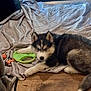 puppy, dog, husky, indoor, blanket, toy, rope_toy, wooden_floor, window, glass_door, pattern, fur, pet, animal, laying_down, young_dog, cute, domestic, cozy, resting