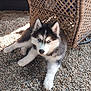 Nico joined the competition — help win amazing prizes! animal, blue_eyes, companion, cute, daylight, dog, fur, lying_down, mammal, nature, outdoor, pebbles, pet, portrait, puppy, relaxed, siberian_husky, sunlight, texture, wicker_chair
