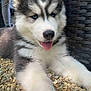 husky, puppy, dog, blue_eyes, outdoor, stones, fur, tongue, close_up, pet, cute, animal, resting, young_dog, fluffy, wicker_chair, nature, playful, canine, portrait