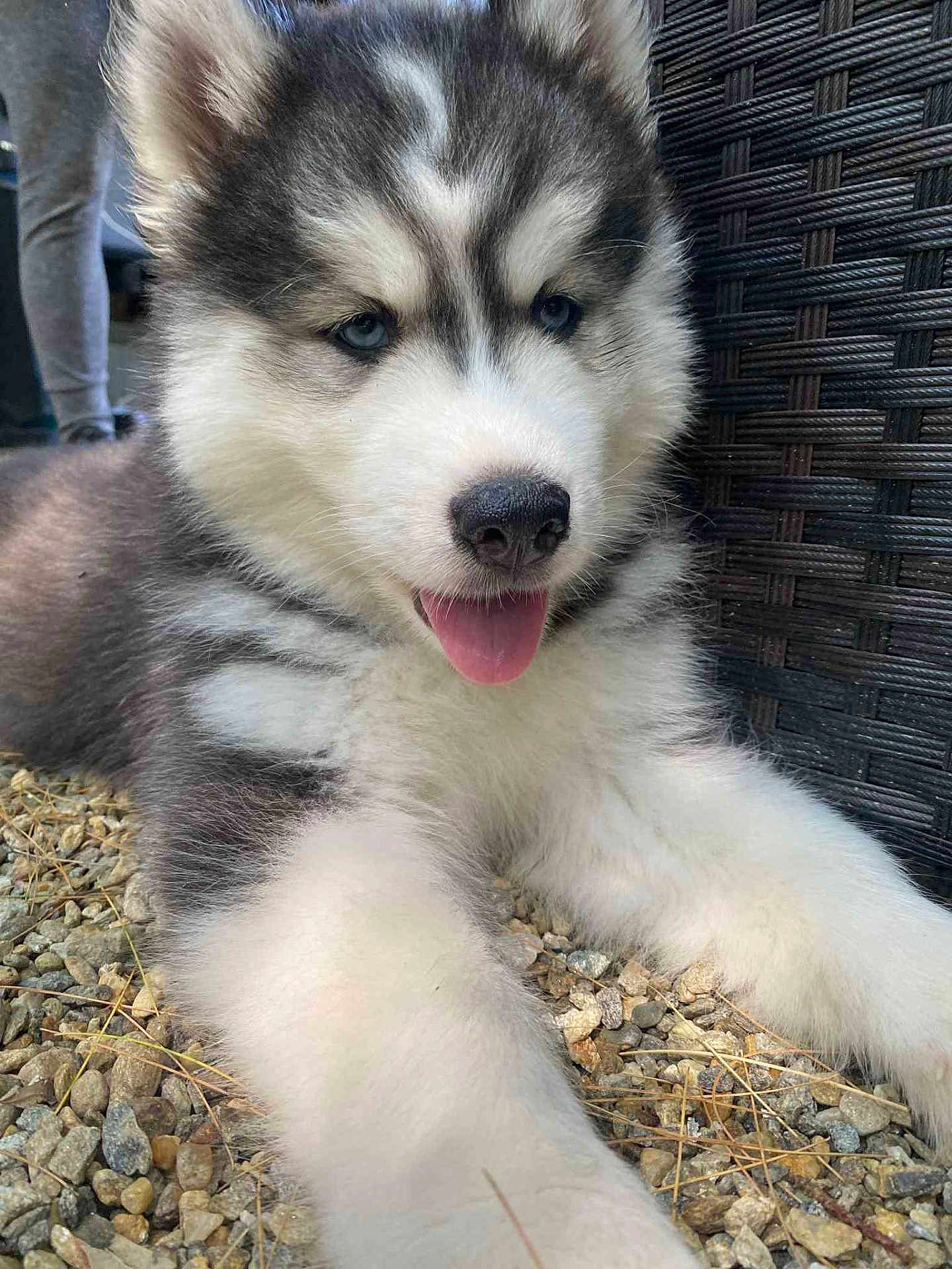 Nico joined the competition — help win amazing prizes! husky, puppy, dog, blue_eyes, outdoor, stones, fur, tongue, close_up, pet, cute, animal, resting, young_dog, fluffy, wicker_chair, nature, playful, canine, portrait