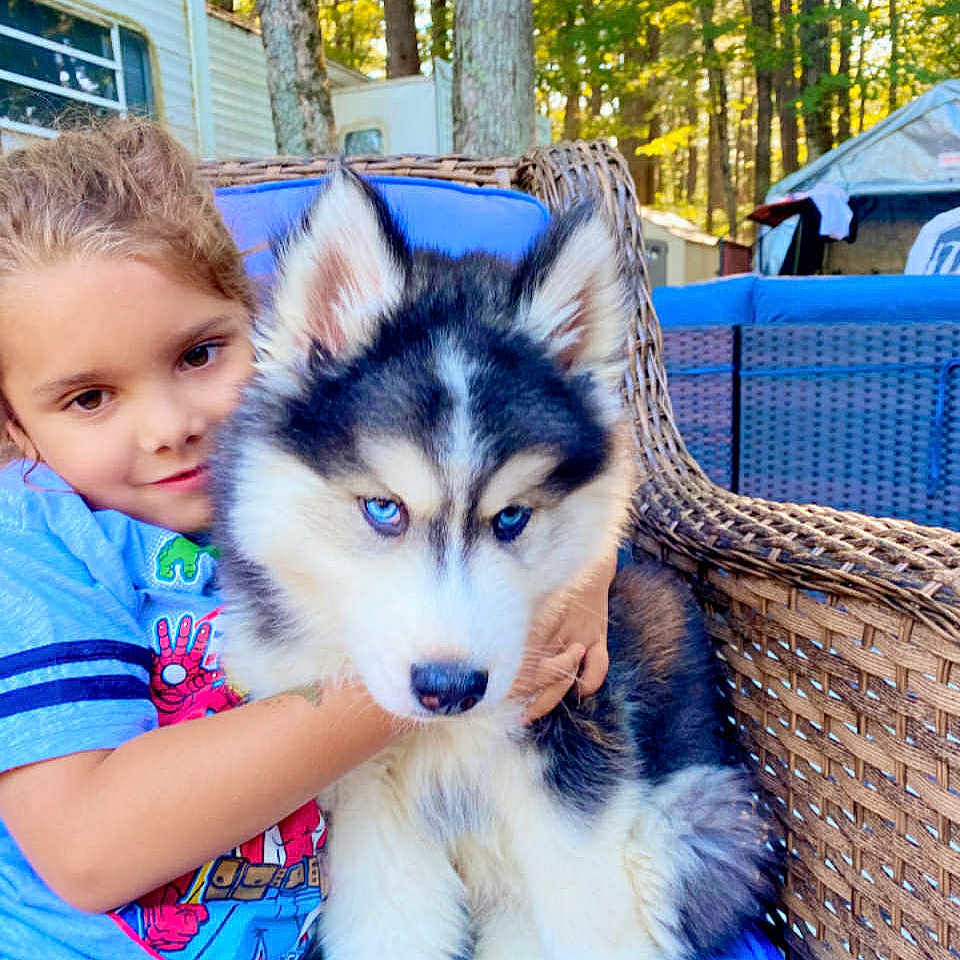 Nico is registered to the contest to win money with this photo: affection, animal, blue_eyes, candid, child, cute, dog, friendship, fur, husky, nature, outdoor, pet, portrait, puppy, smiling, sunlight, trees, wicker_chair, young_child