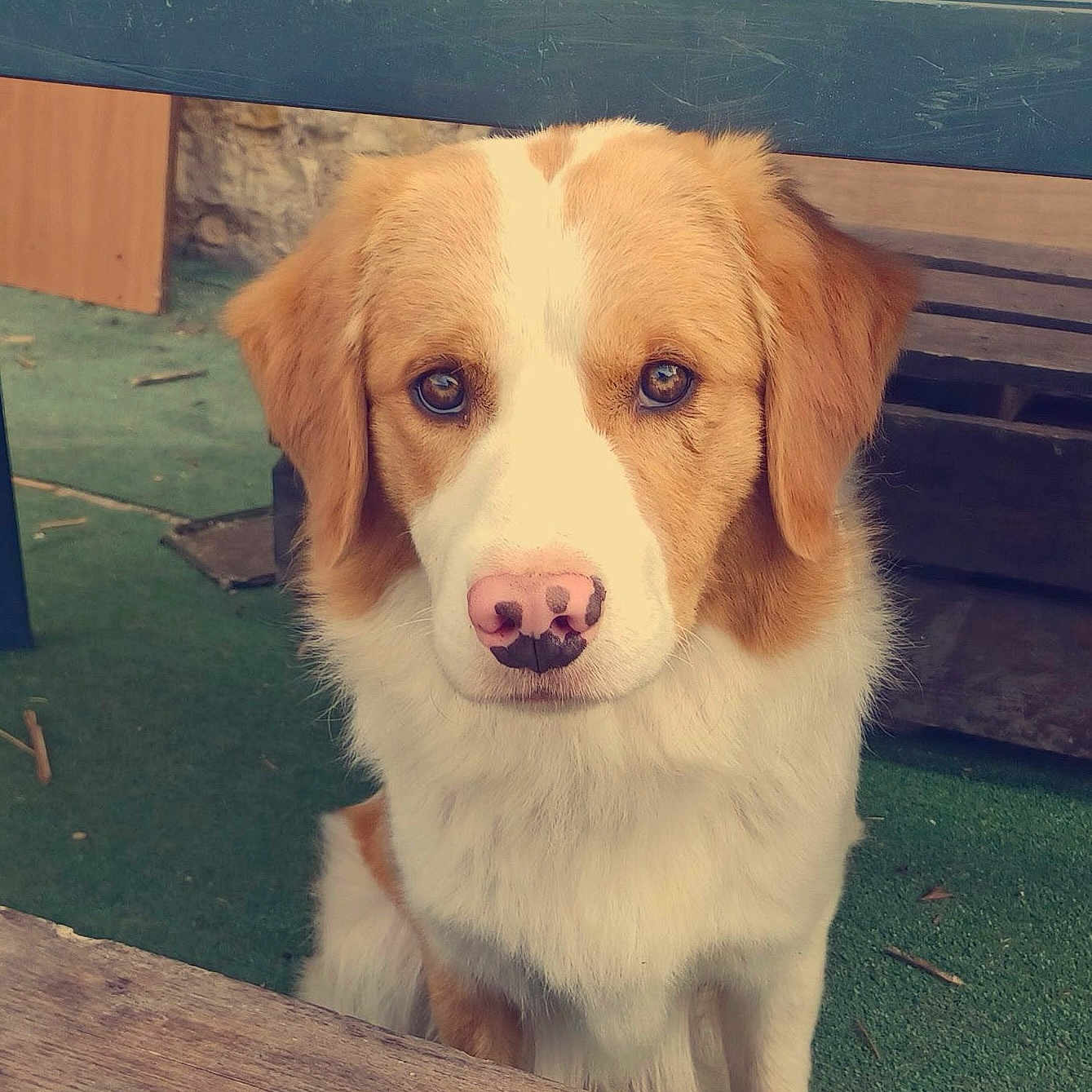 Caramel participe au concours pour gagner de l'argent avec cette photo : animal, bench, brown, canine, cute, dog, domestic_animal, ears, expression, eyes, face, fur, looking, nose, outdoor, pet, portrait, sitting, white, wood