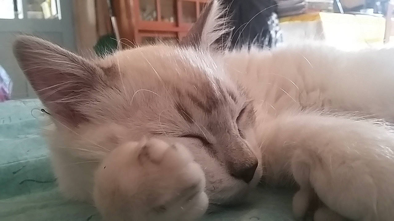 Meiko a rejoint le concours — aidez-le/la à gagner de superbes lots ! american_curl, balinese, carnivore, cat, domestic_long_haired_cat, ear, felidae, fur, kitten, mammal, nap, norwegian_forest_cat, nose, ragamuffin, ragdoll, small_to_medium_sized_cats, snout, turkish_angora, turkish_van, whiskers