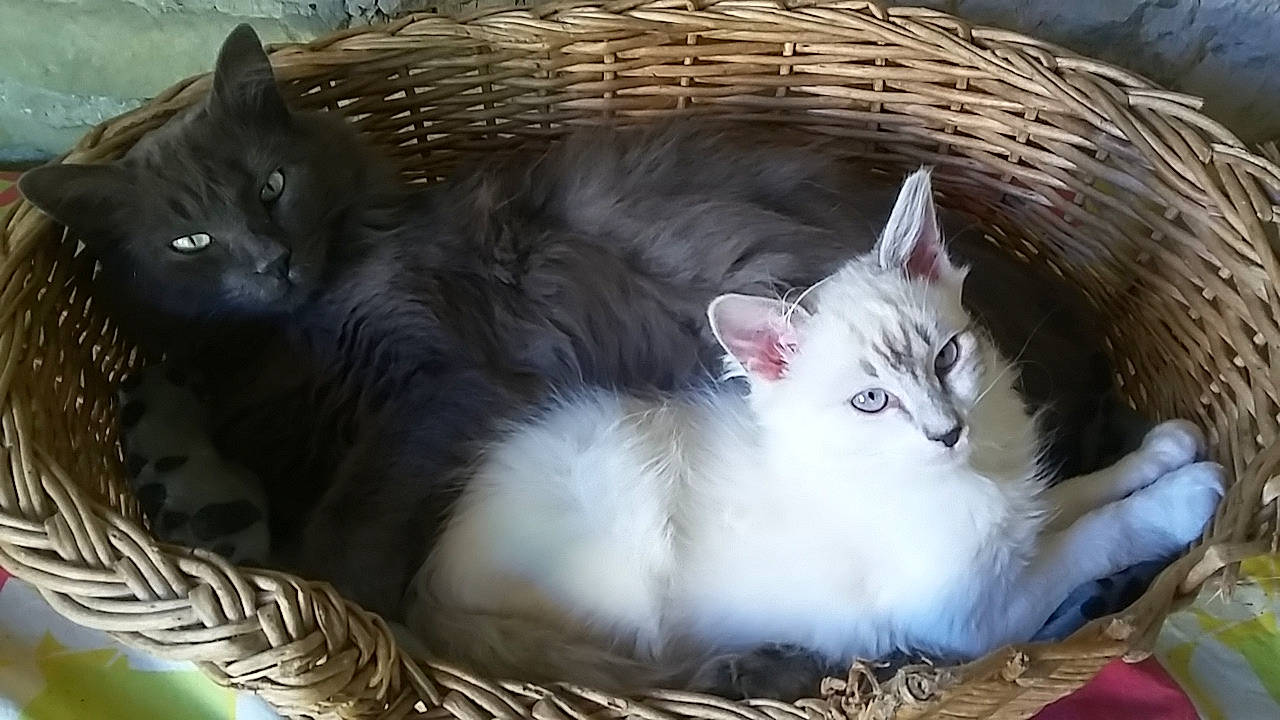 Meiko a rejoint le concours — aidez-le/la à gagner de superbes lots ! aegean_cat, animal_shelter, asian, carnivore, cat, domestic_long_haired_cat, domestic_short_haired_cat, european_shorthair, felidae, kitten, mammal, norwegian_forest_cat, ragamuffin, ragdoll, siberian, small_to_medium_sized_cats, turkish_angora, turkish_van, vertebrate, whiskers