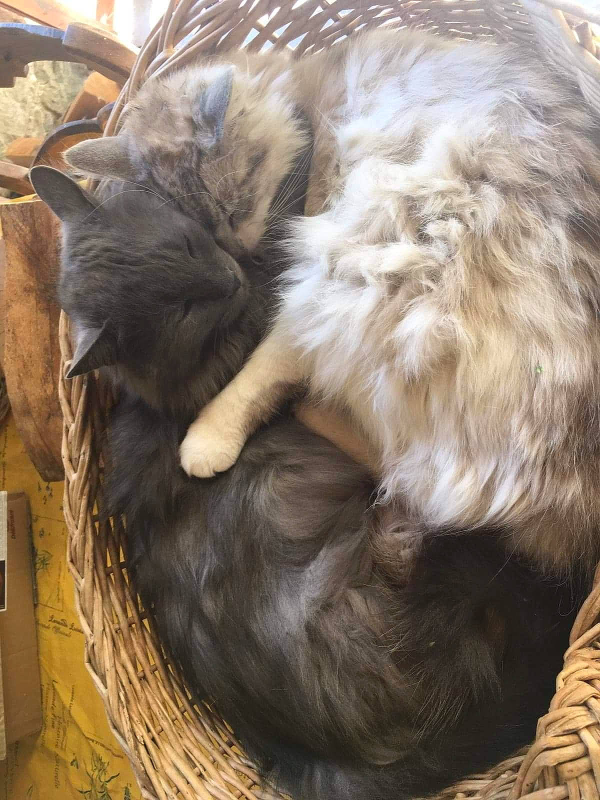 Meiko participe au concours pour gagner de l'argent avec cette photo : carnivore, cat, felidae, fur, tail