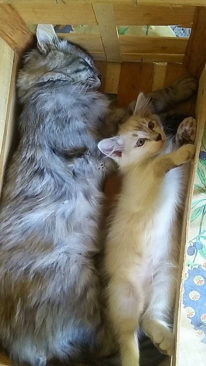 Meiko participe au concours pour gagner de l'argent avec cette photo : american_curl, british_longhair, carnivore, cat, domestic_long_haired_cat, fawn, felidae, kitten, mammal, norwegian_forest_cat, persian, ragamuffin, siberian, small_to_medium_sized_cats, whiskers