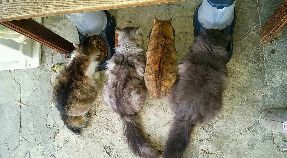 Ma Brochette De Chats