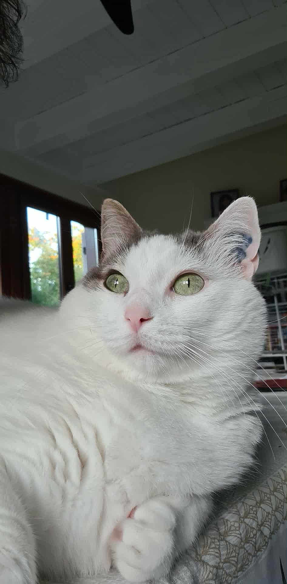 Titi