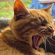 Beetlejuice is registered to the contest to win money with this photo: cat, orange_tabby, yawning, whiskers, close_up, feline, pet, animal, fur, teeth, mouth_open, indoor, window, blurred_background, greenery, cozy, sleepy, portrait, cute, relaxed