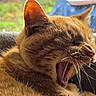 cat, orange_tabby, yawning, whiskers, close_up, feline, pet, animal, fur, teeth, mouth_open, indoor, window, blurred_background, greenery, cozy, sleepy, portrait, cute, relaxed