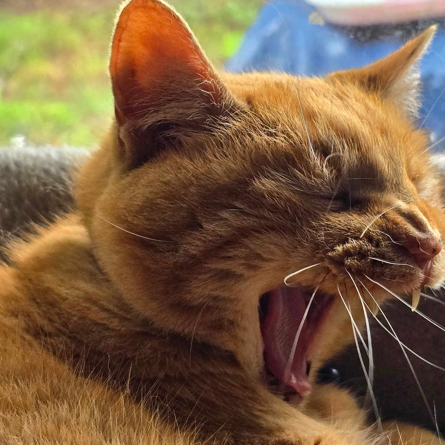 Beetlejuice is registered to the contest to win money with this photo: cat, orange_tabby, yawning, whiskers, close_up, feline, pet, animal, fur, teeth, mouth_open, indoor, window, blurred_background, greenery, cozy, sleepy, portrait, cute, relaxed