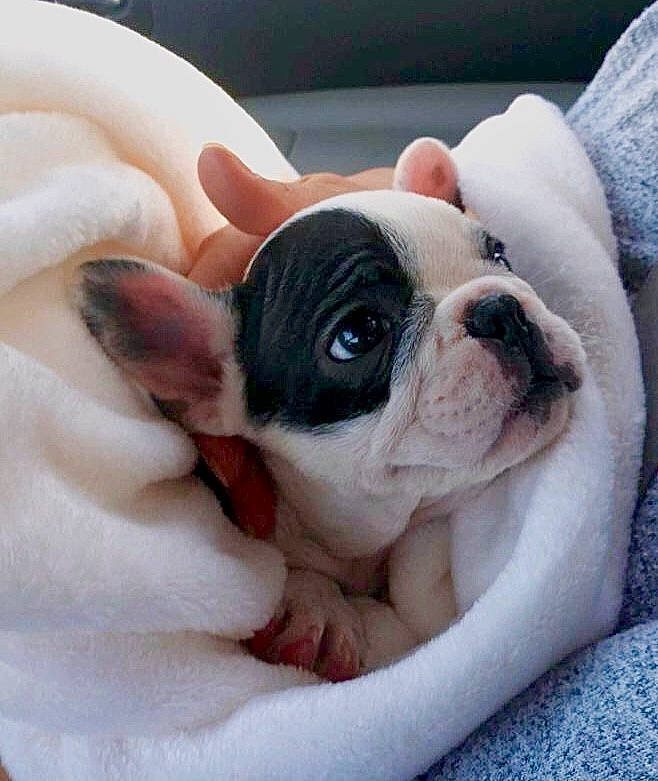 Coop is registered to the contest to win money with this photo: bulldog, canidae, carnivore, comfort, companion_dog, dog, dog_breed, ear, eye, fawn, nail, peach, puppy_love, snout, sporting_group, terrestrial_animal, toy_dog, whiskers, working_animal, wrinkle