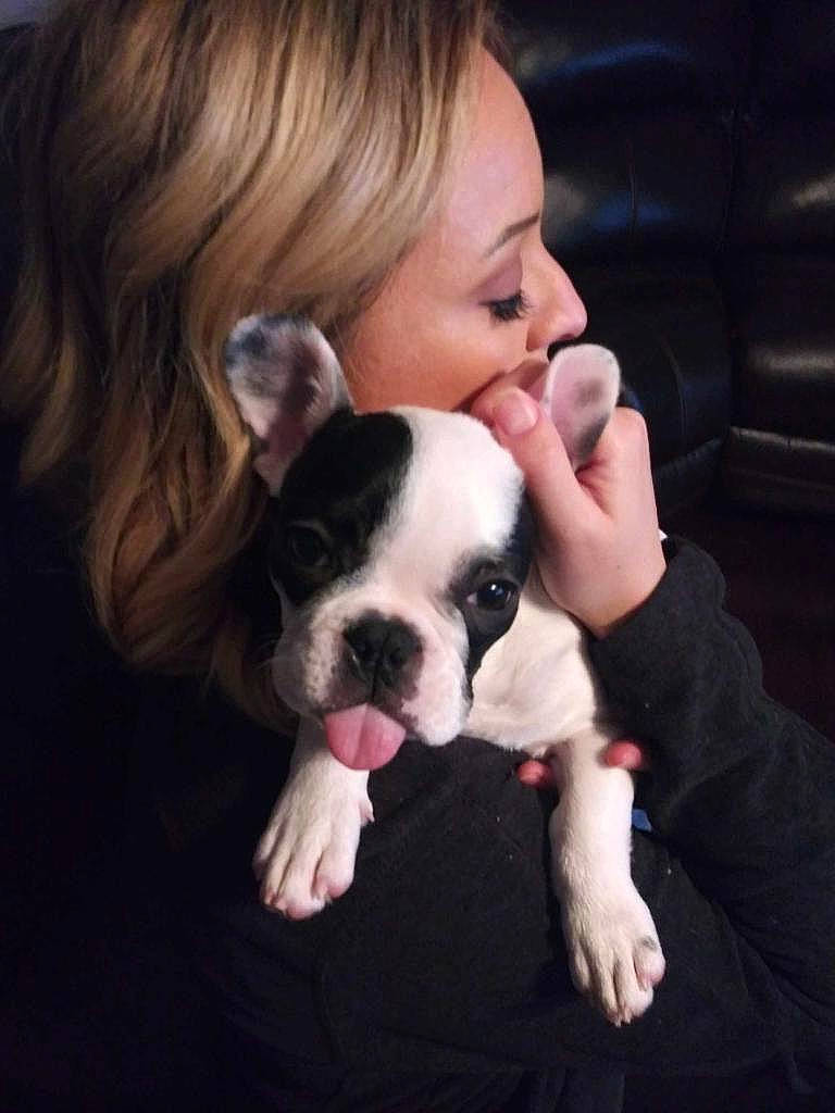 Coop joined the competition — help win amazing prizes! bulldog, carnivore, comfort, companion_dog, cool, dog, dog_breed, ear, fawn, hair, happy, head, human_body, interaction, mammal, nose, smile, snout, t_shirt, toy_dog